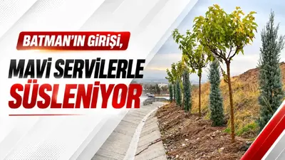 Batman yolunda yeşil kuşak çalışması: Mavi serviler dikildi