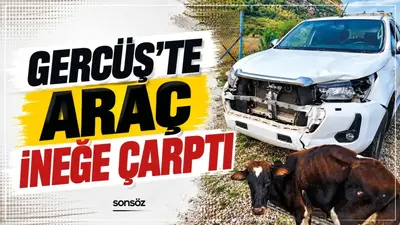 Gercüş’te araç ineğe çarptı