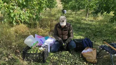 Sason köylerinde ceviz toplama mesaisi başladı