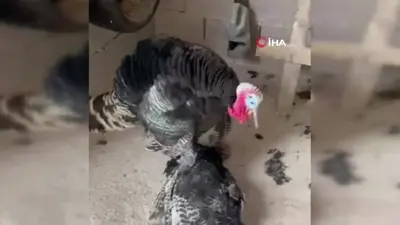 İslahiye’de erkek hindi, yaşamını yitiren eşinin yanından ayrılmadı