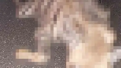 Kahta’da nesli tehdit altındaki çizgili sırtlan araç çarpmasıyla öldü