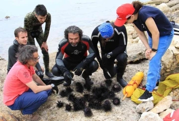Akdeniz’de dikenli zehirli istilacı deniz kestanesi tehlikesi
