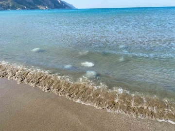 Akdeniz’in Hatay kıyılarında ölü denizanaları kıyıya vurdu
