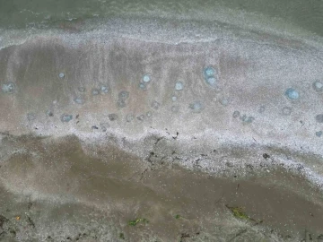 Akdeniz sahillerinde denizanası istilası devam ediyor, Burnaz sahili de denizanalarıyla kaplandı
