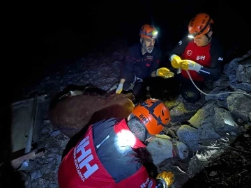 Alanya’da kamyondan düşen dana 400 metrelik uçurumdan kurtarıldı
