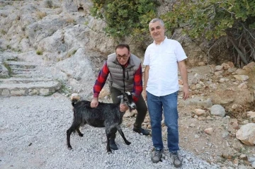 Alanya’da tedavi edilen yaralı keçi doğaya bırakıldı
