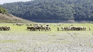 Alibey Deresi'ne bağlanan göl kurudu: Keçiler otlamaya başladı