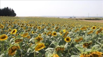 Ankara'da Yağlık Ayçiçeği Tohumu ve Ham Ayçiçeği Yağı Gümrük Vergisi Düşürüldü
