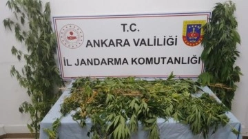 Ankara’da 298 kök kenevir ele geçirildi