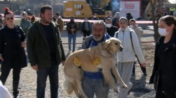 Ankara'da yürek burkan olay! Hayvan barınağında yangın çıktı, dört köpek öldü