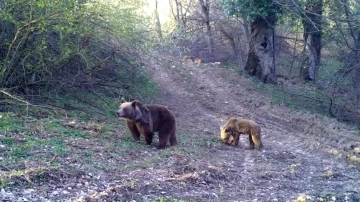 Anne ayı ve yavrusu fotokapana takıldı
