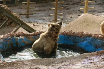 Antalya’da kış uykusa yatamayan ayılar havuz keyfine ara vermedi
