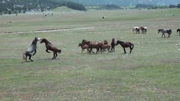 Antalya’nın yılkı atları
