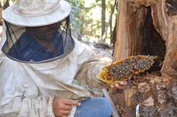 Antalyalı balcılar Toros Dağları’nda firari arıların izini sürerek bal topluyor
