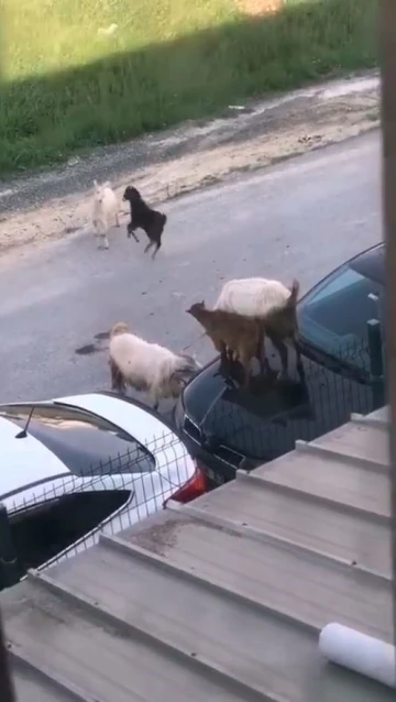 Arabanın kaputunda tepinen keçiler kamerada
