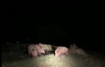 Ardahan’da yaban domuzları tarım arazilerine zarar veriyor
