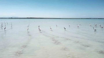 Arin Gölü renkli misafirlerini ağırlıyor
