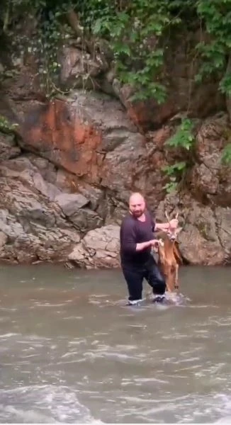 Artvin’de nehre düşen karaca için belediye personeli azgın sulara atladı
