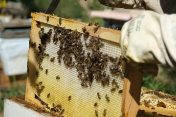 Aşırı sıcaklara karşı arıları koruyun
