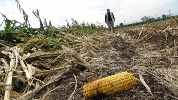 Aşırı yağışlar silajlık mısır tarlalarını vurdu

