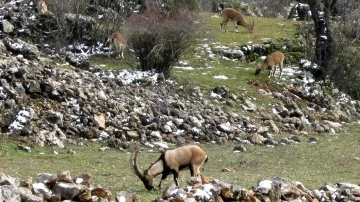 Avlanması, evcilleştirilmesi yasak olan yaban keçileri insanlarla iç içe yaşıyor
