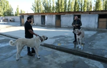 Avrupa ülkelerinden bile talep gören saf ırk köpekler, Erzincan’da yetiştiriliyor
