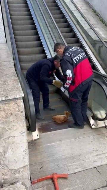 Ayağı yürüyen merdivene sıkışan kedi acı içerisinde yardım bekledi
