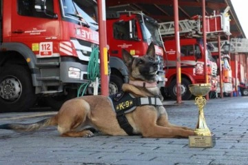 Aydın Büyükşehir Belediyesi’nin Arama Kurtarma Köpeği Zeyna Birinci Oldu!