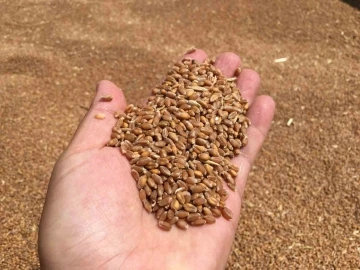 Aydın’da buğday alım fiyatını açıkladı
