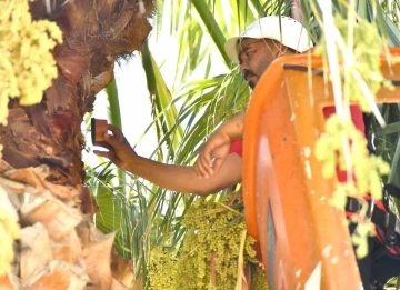 Aydın’da kırmızı palmiye böceği kontrolleri yapılıyor
