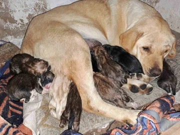 Aydın’da sokak köpeği bir batında 12 yavru doğurdu
