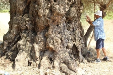 Aydın’da tarihe tanıklık eden ağaçlar konuşuldu
