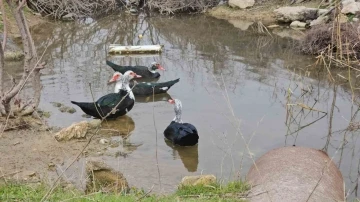 Bandırma’da ördeklerin su keyfi

