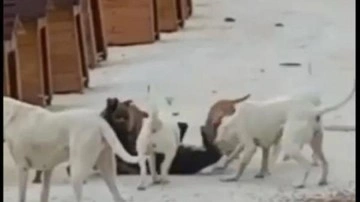 Barınaktaki yasaklı ırk köpekler birbirine saldırdı