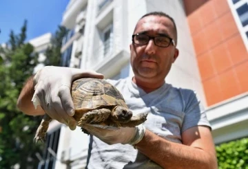 Başkan Esen'in dikkati kaplumbağayı kurtardı
