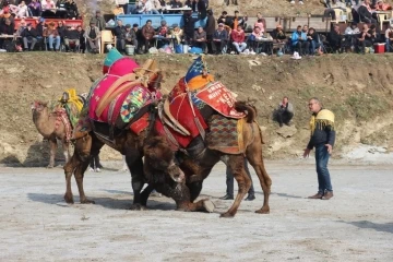 Başkan Güler, deve güreşi festivalini iptal ettiklerini duyurdu
