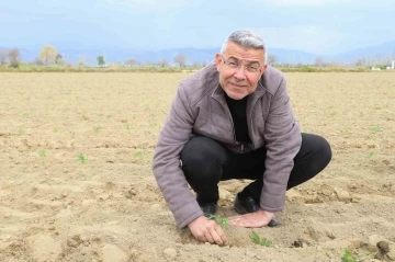 Başkan Güler, tarım işçileriyle domates fidesi dikti
