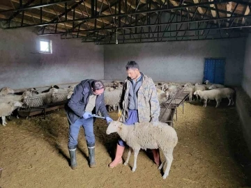 Bayat’ta anaç koyun tespit ve aşılaması çalışması
