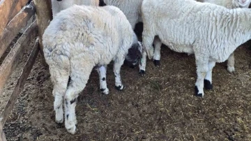 Beldeye adını veren Karayaka koyunu tescillendi
