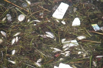 Beyşehir Gölü’nde ölen balıklar kıyıya vurdu
