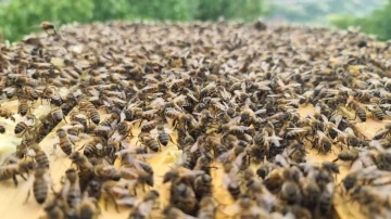 ’Bingöl bal arısı’ ile hem arı ölümlerinin önüne geçilecek hem de kalite artacak
