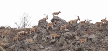 Bingöl’de dağ keçisi sürüsü doğal ortamında görüntülendi

