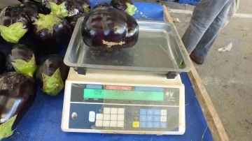 Bir kiloluk patlıcanları gören şaşırıyor
