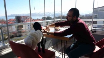 Bitlis'te Bir Aile Kuzuyu Bebek Gibi Büyütüyor