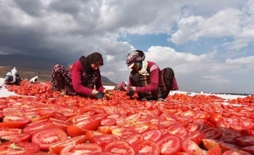 Bitlis’ten İtalya ve Avrupa’ya kurutmalık domates
