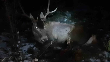 Bolu’da aracın çarptığı geyik yaralandı
