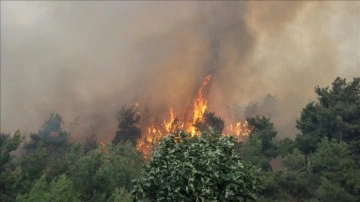 Bursa'da Orman Yangını Davası Sonuçlandı