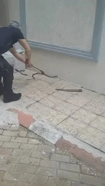 Bursa’da site bahçesinde yılan paniği
