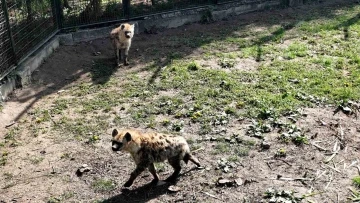 Bursa Hayvanat Bahçesi’ne 2 yeni misafir
