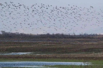 Bursa semalarında 35 bin pelikanın göç yolculuğu
